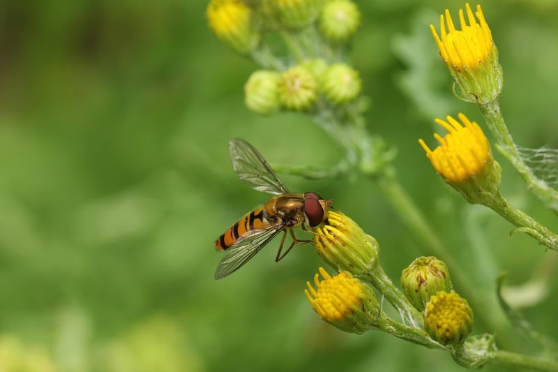 Hoverfly